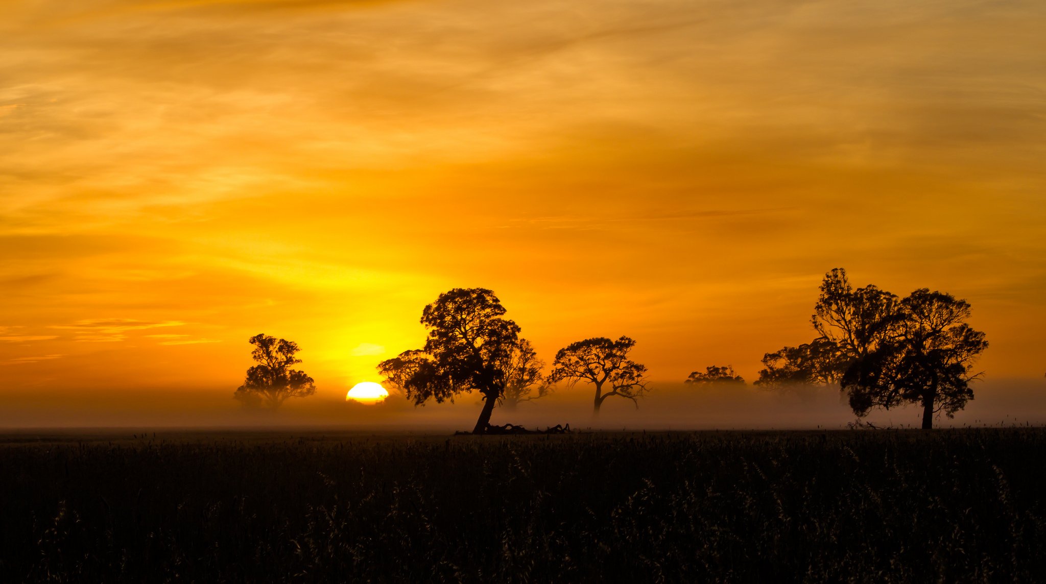 brouillard silhouette penola orange