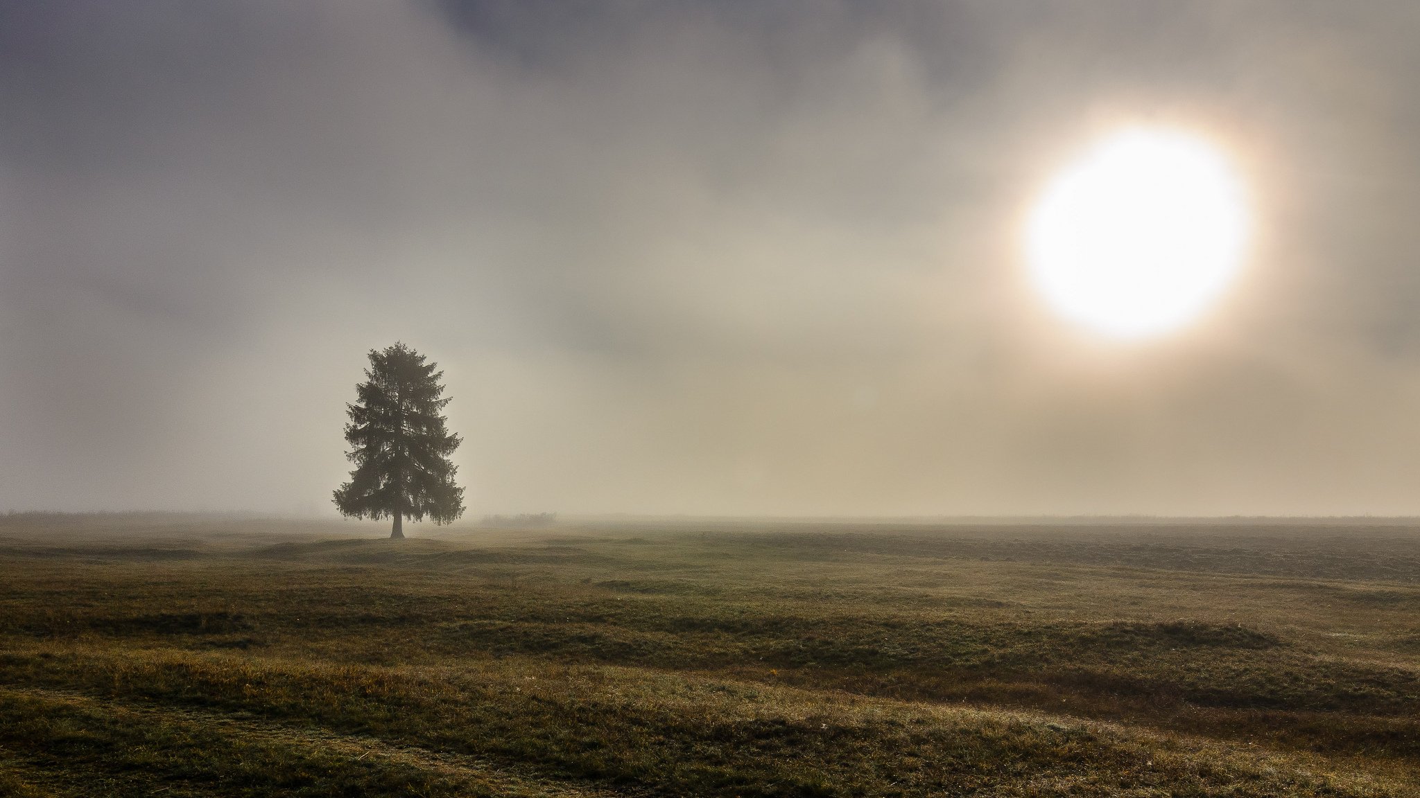 champ arbre brouillard matin