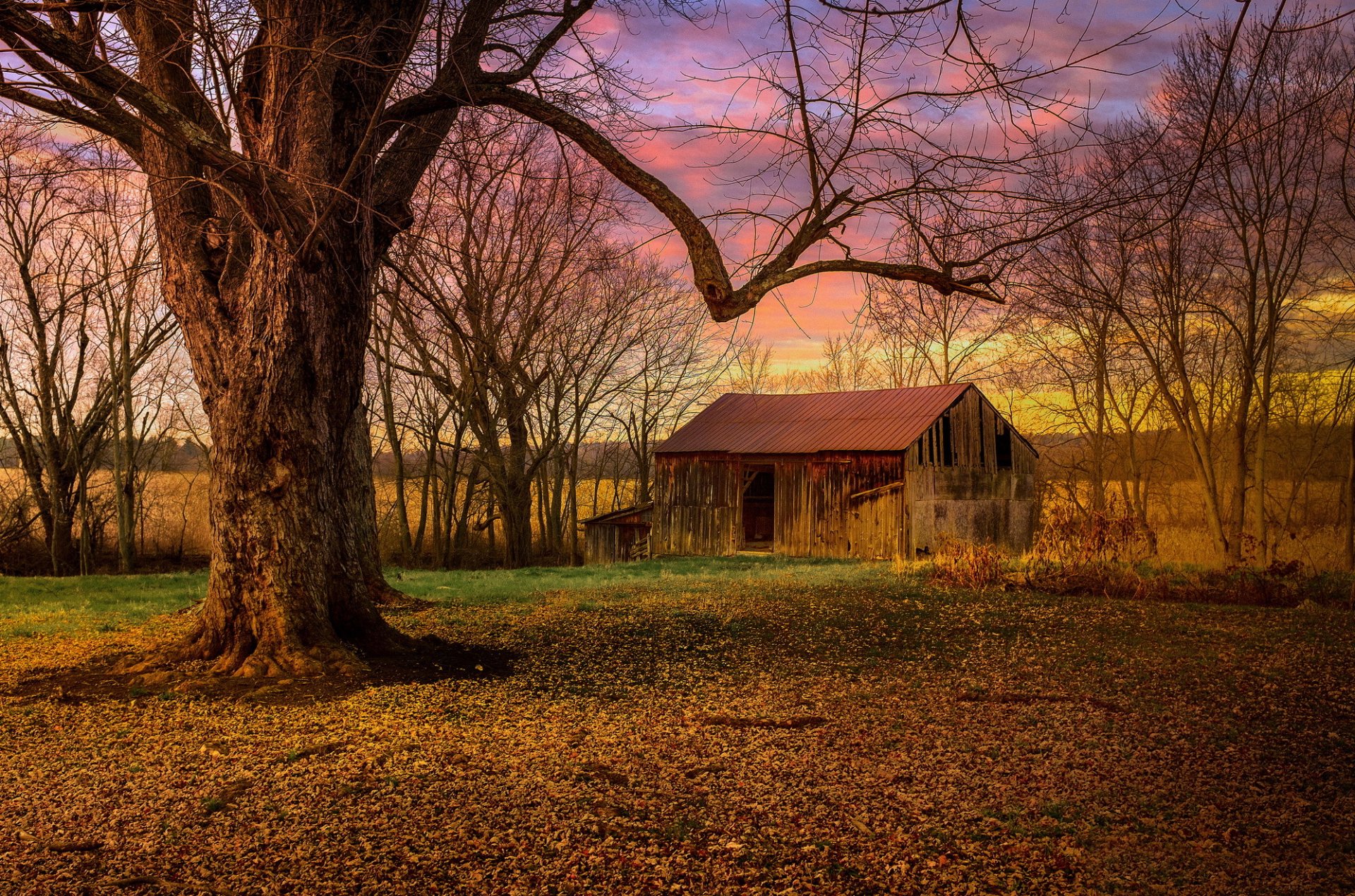 trees tree house abandoned morning