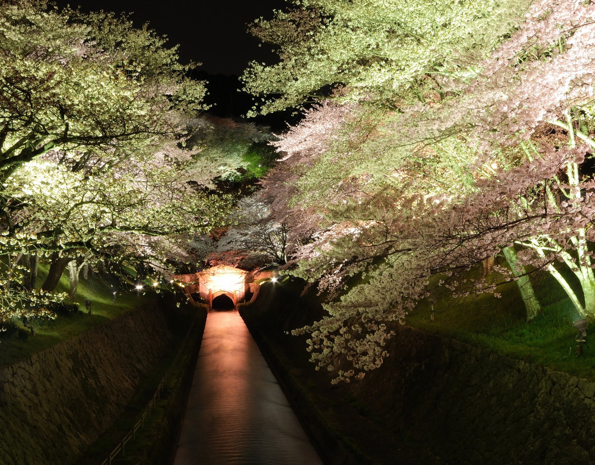 notte canale alberi fioritura sakura retroilluminazione