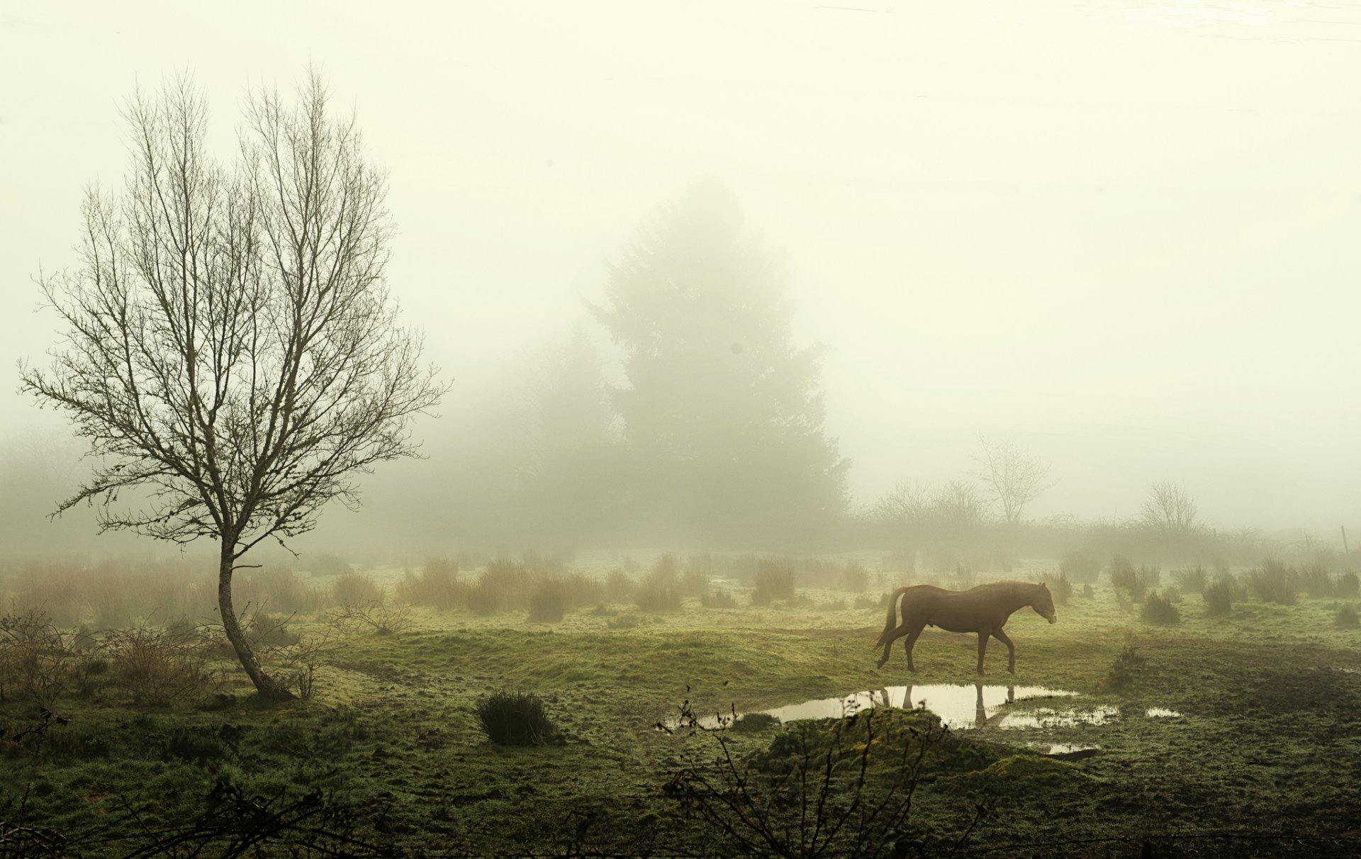 mattina nebbia alberi pozzanghera cavallo