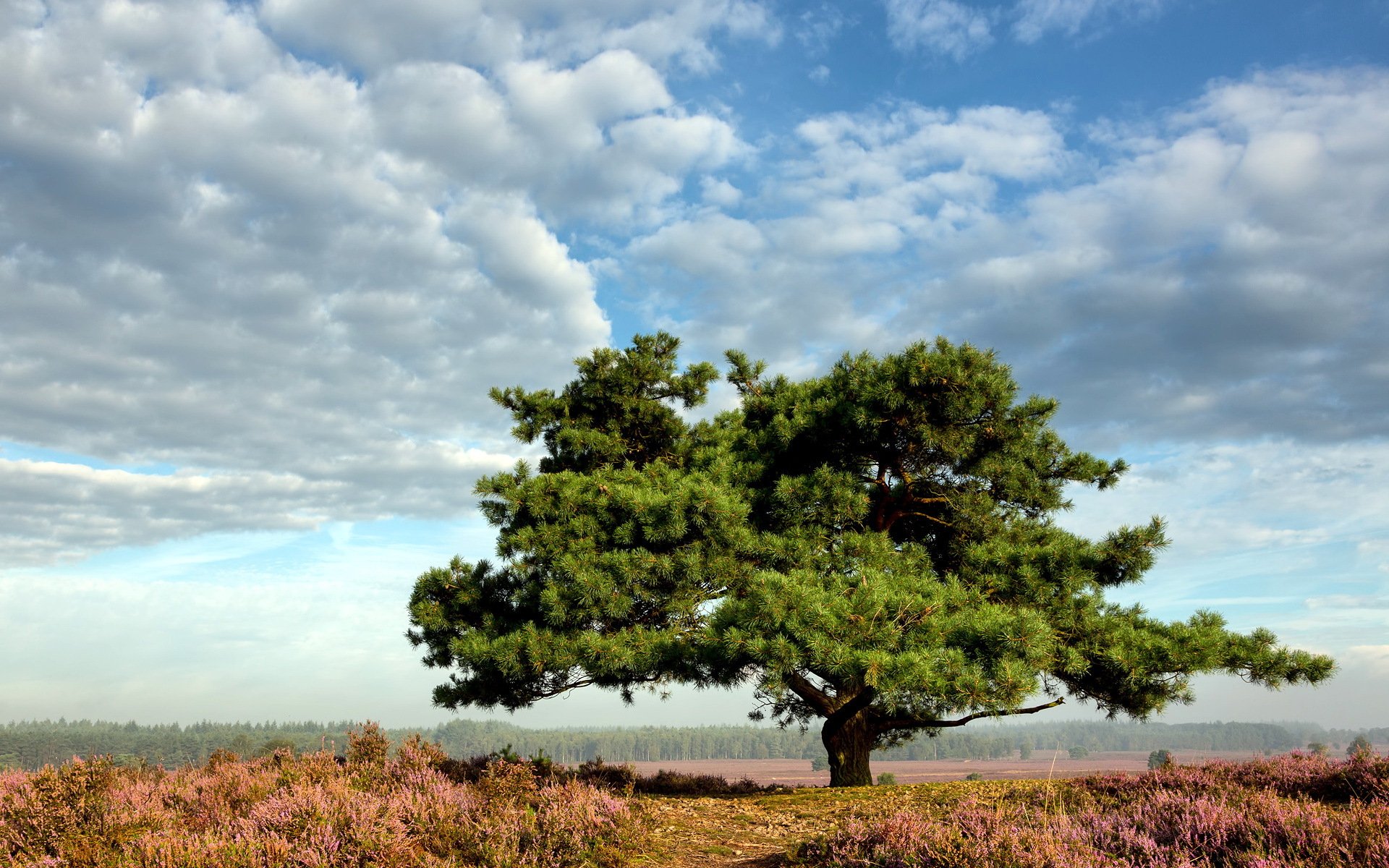 the field tree summer landscape