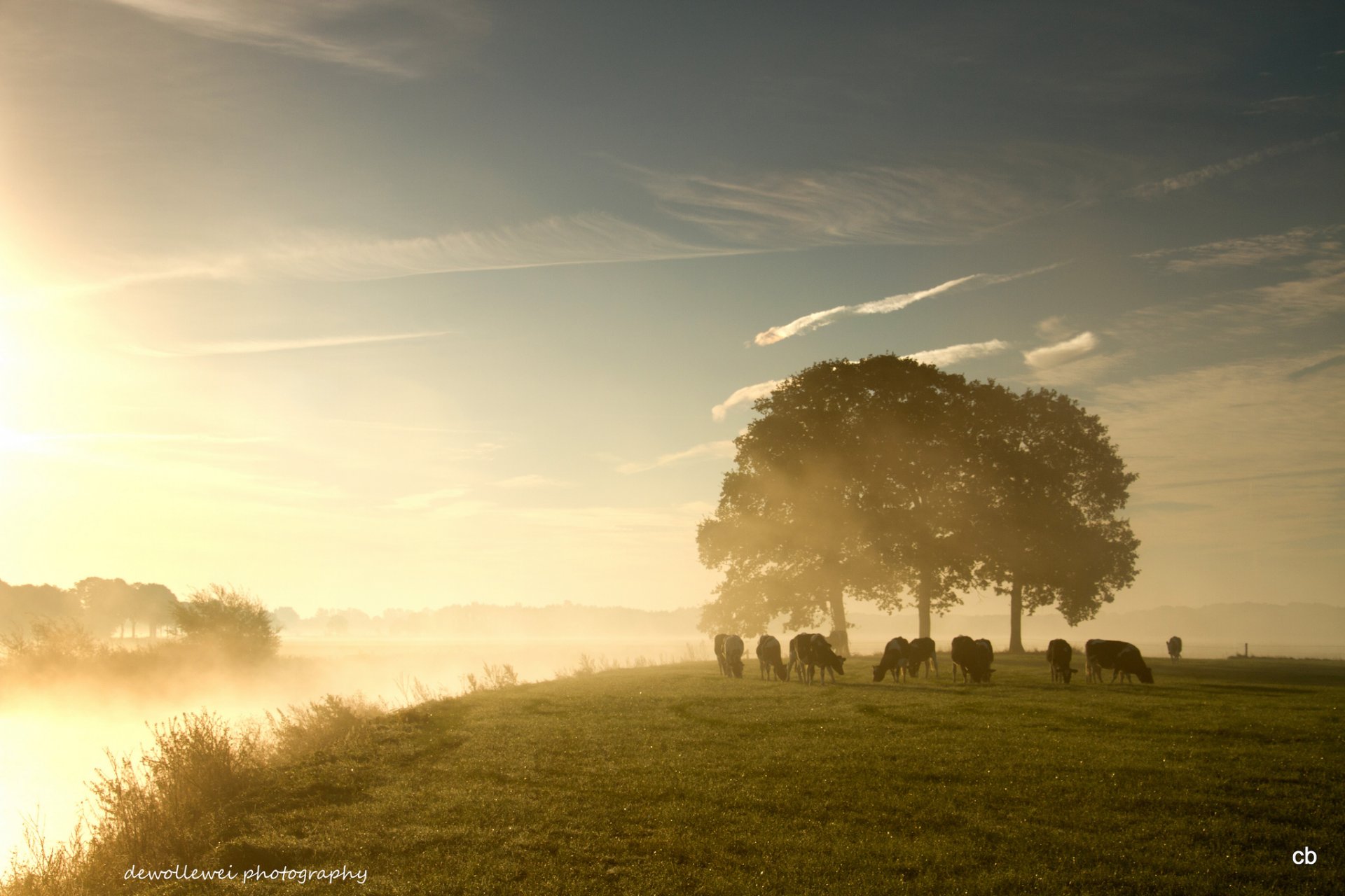 dewollewei weide kühe derwie nebel morgendämmerung