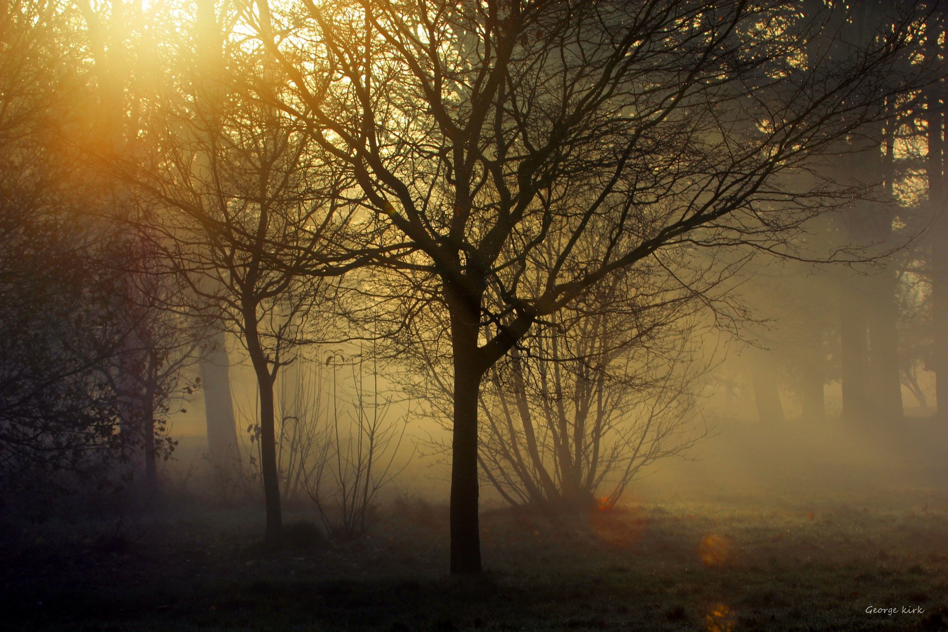 georg kirk tree fog twilight ray