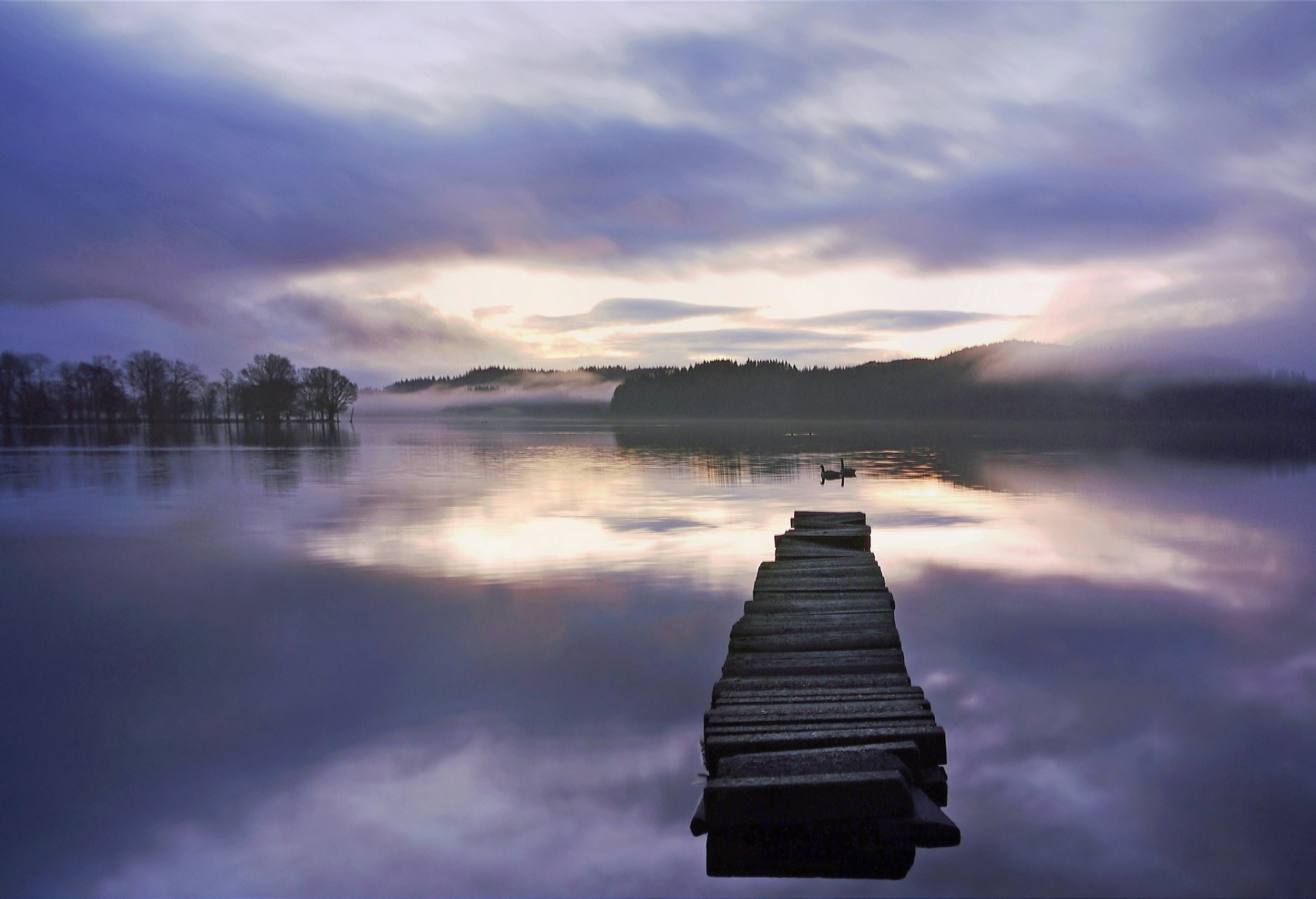 forest lake bridge swans fog dawn