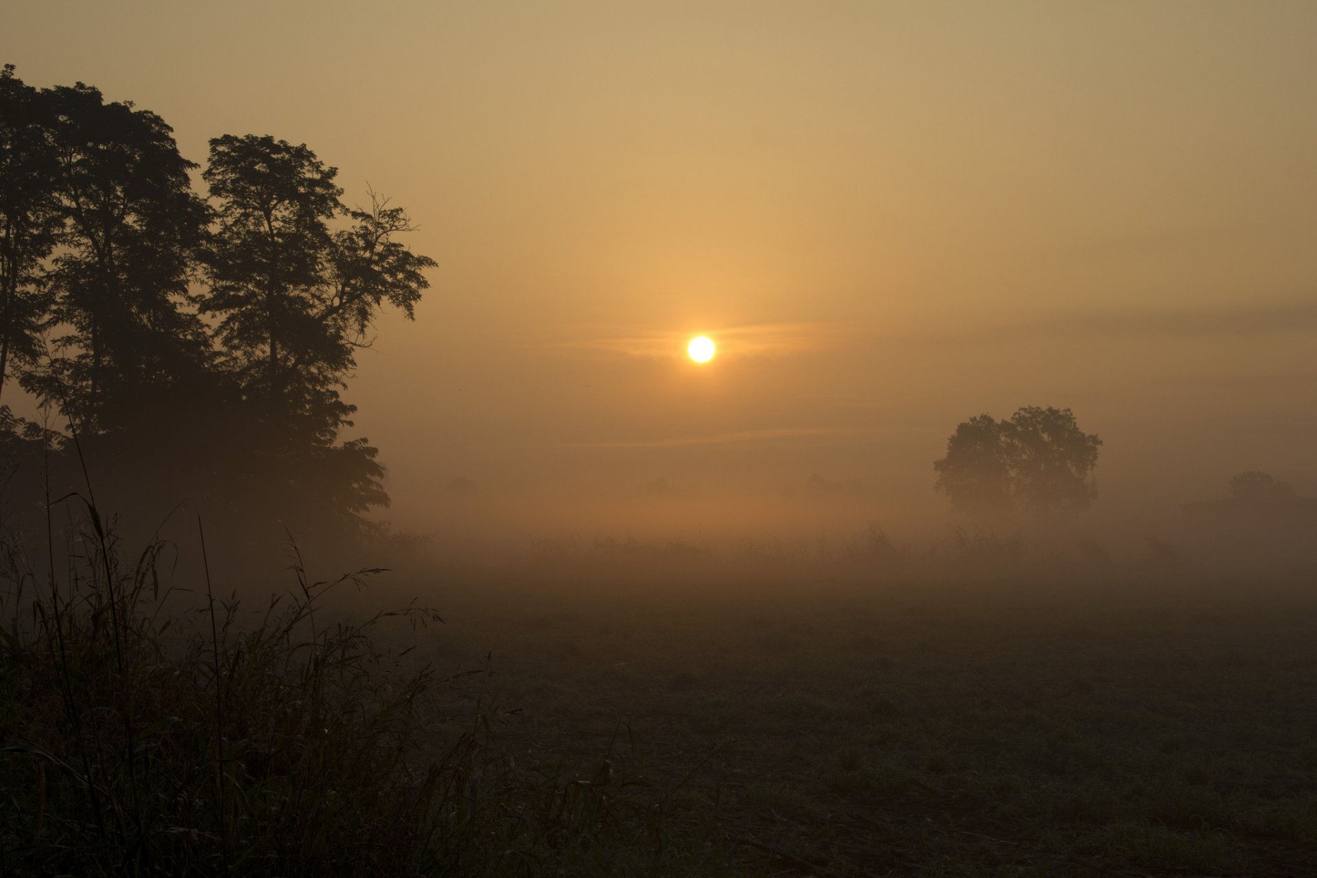 champ arbres brouillard soleil aube