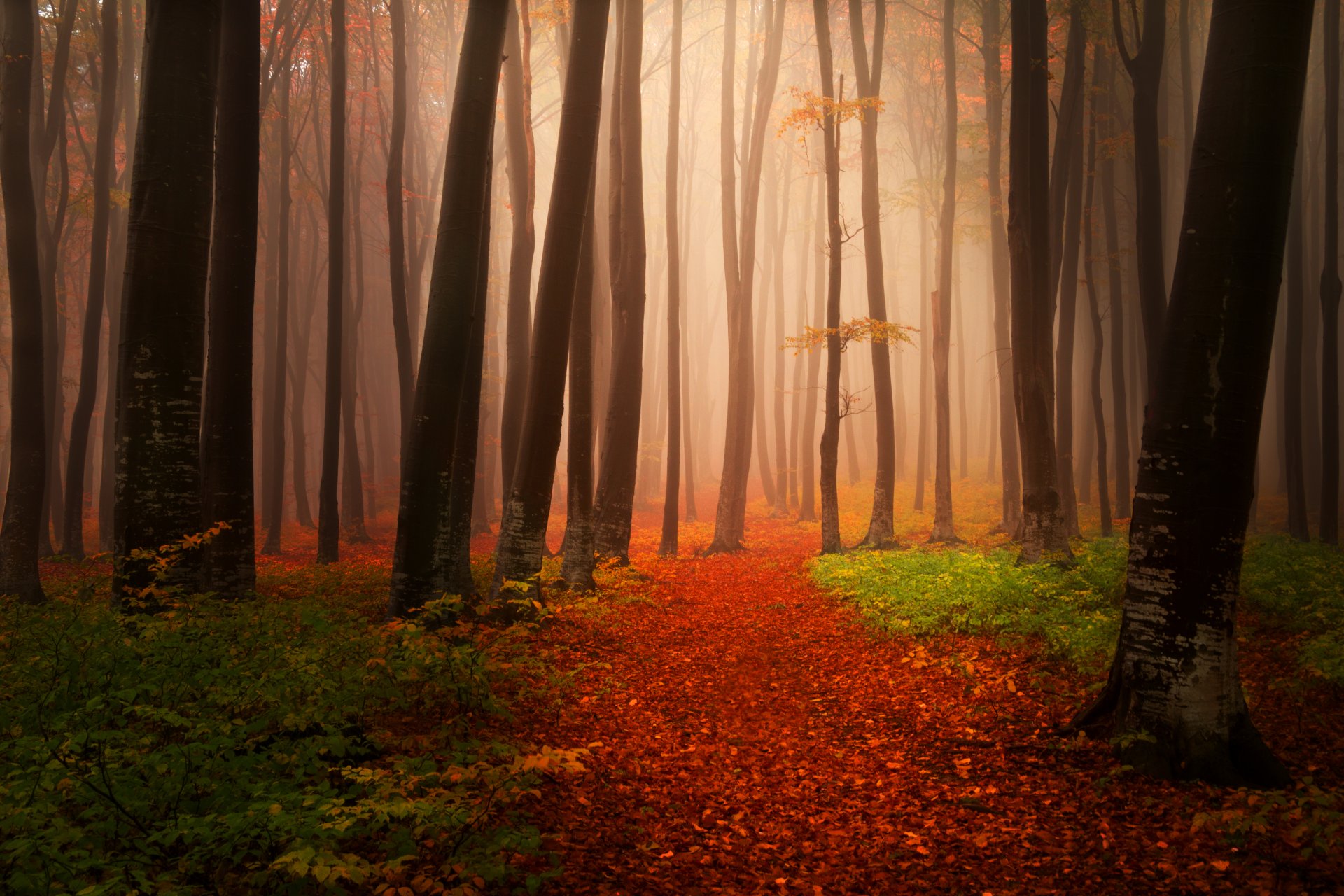 paysage nature automne arbres brouillard forêt sentier feuilles