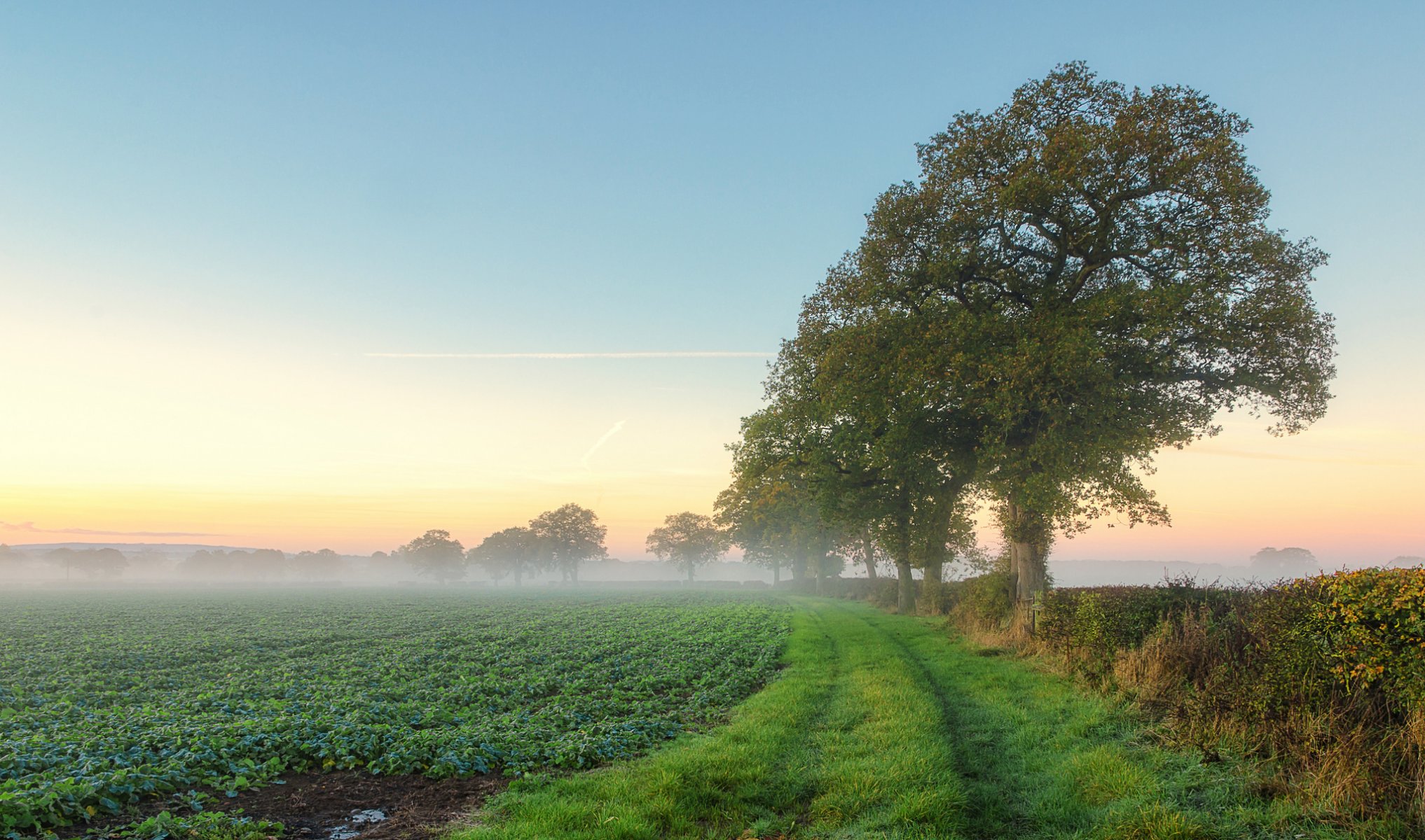 champ arbres brouillard matin été