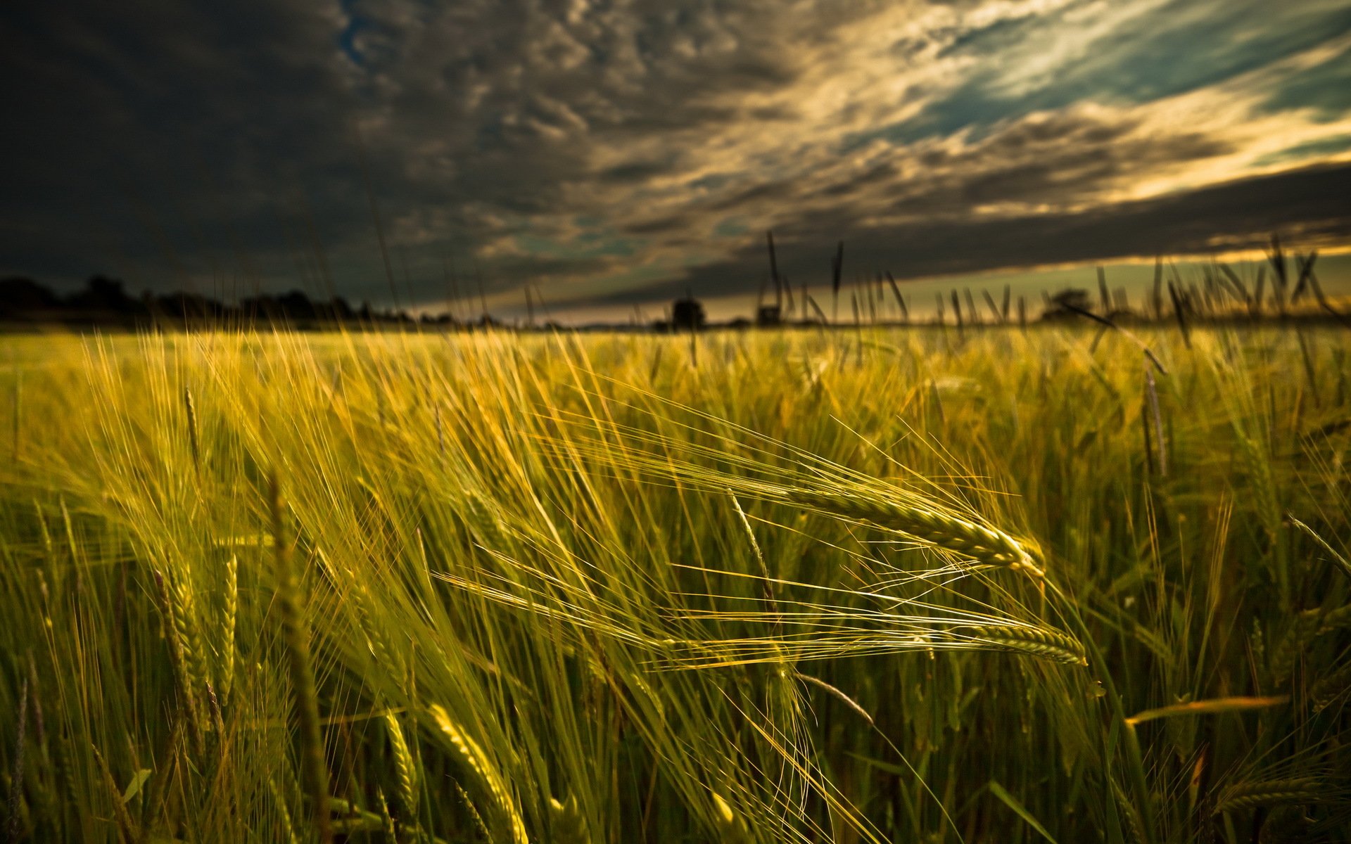 the field ears landscape