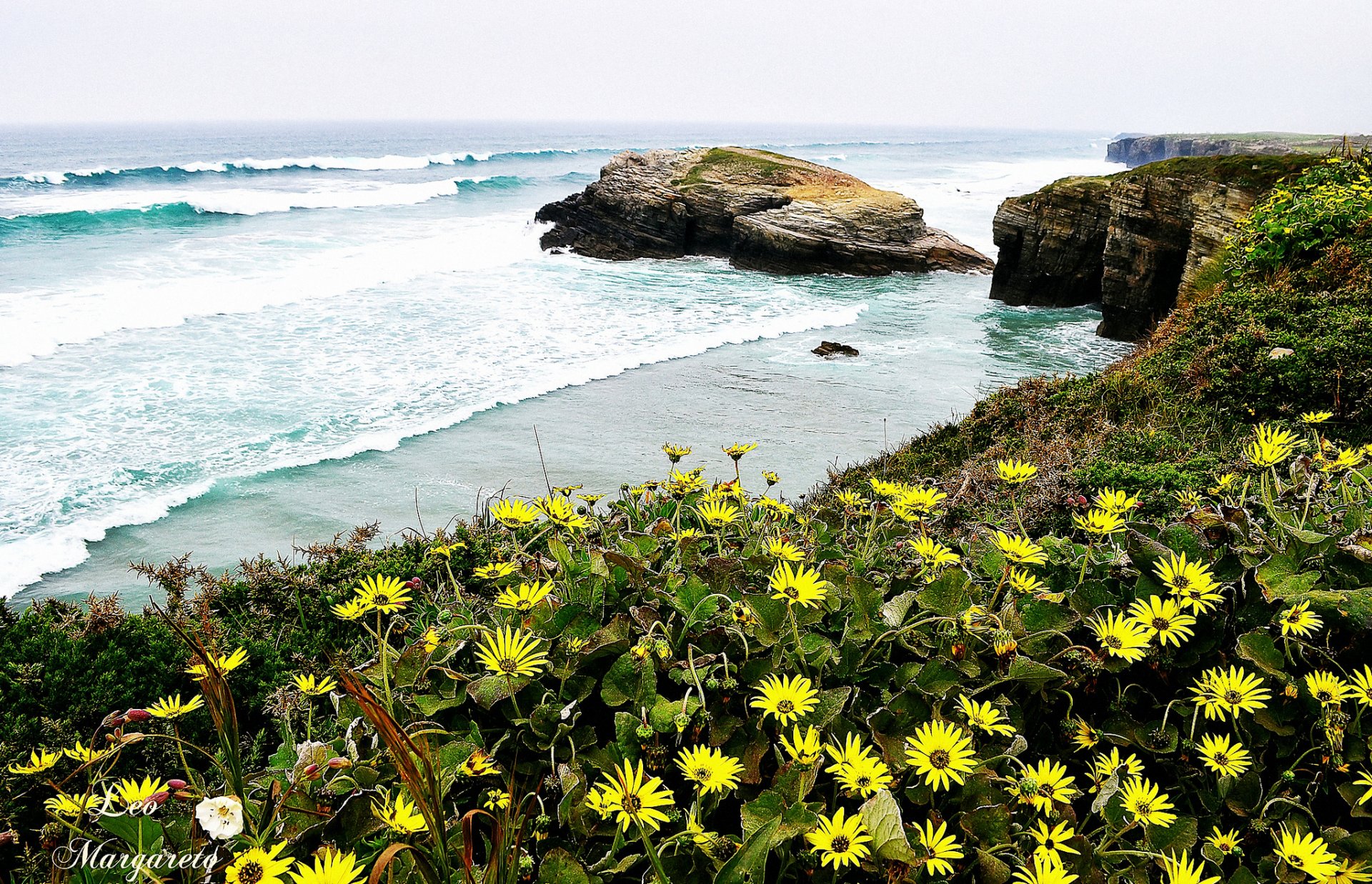 lion margareto côte fleurs mer vagues