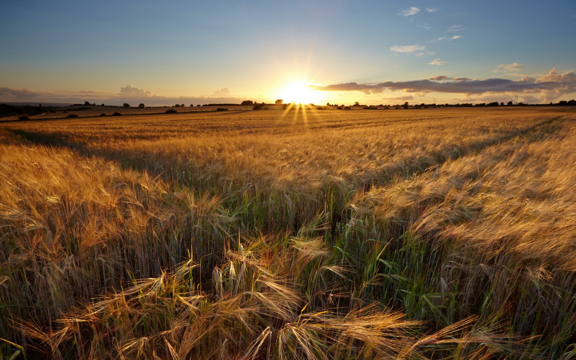 tramonto campo spighe paesaggio