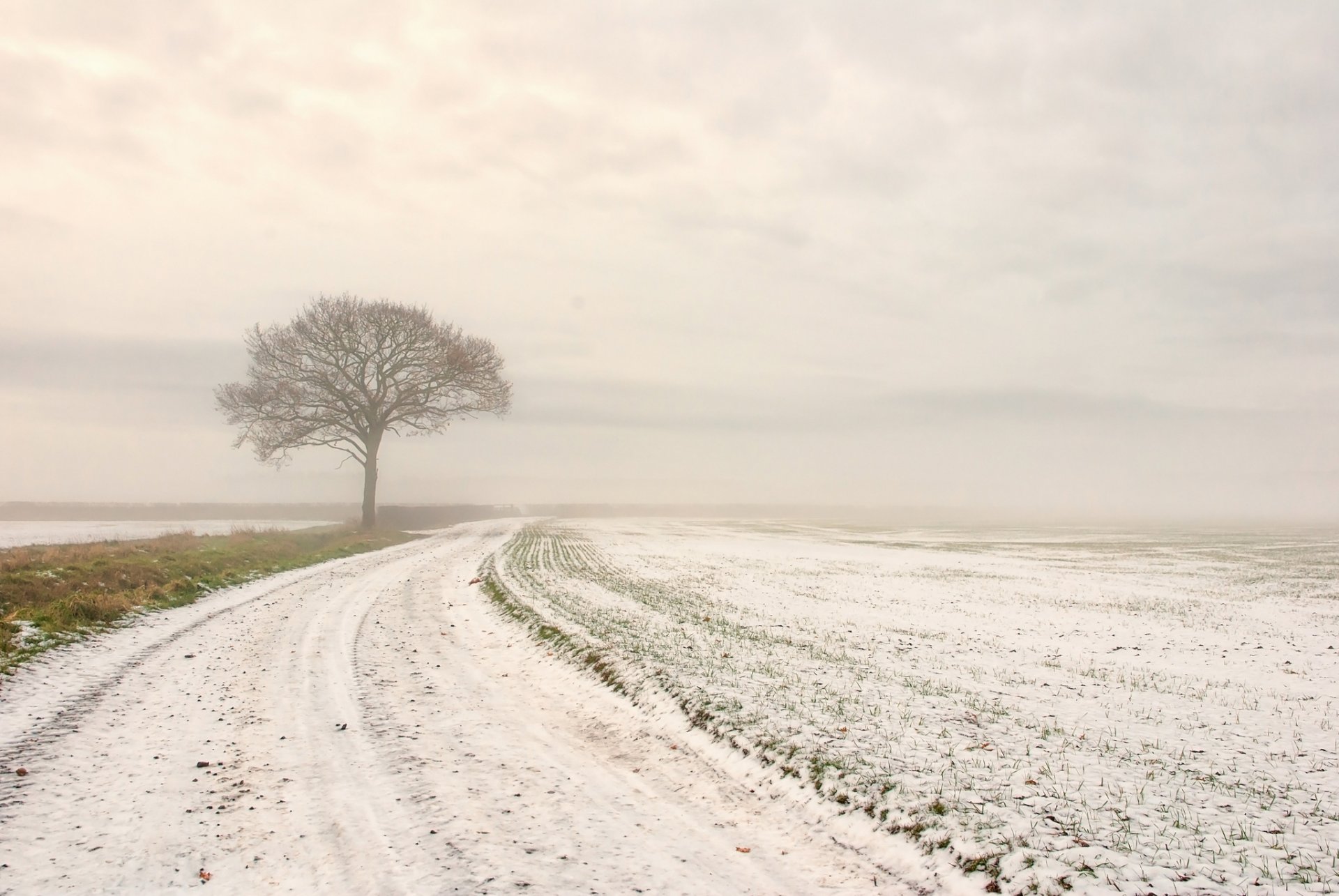 winter snow the field road tree