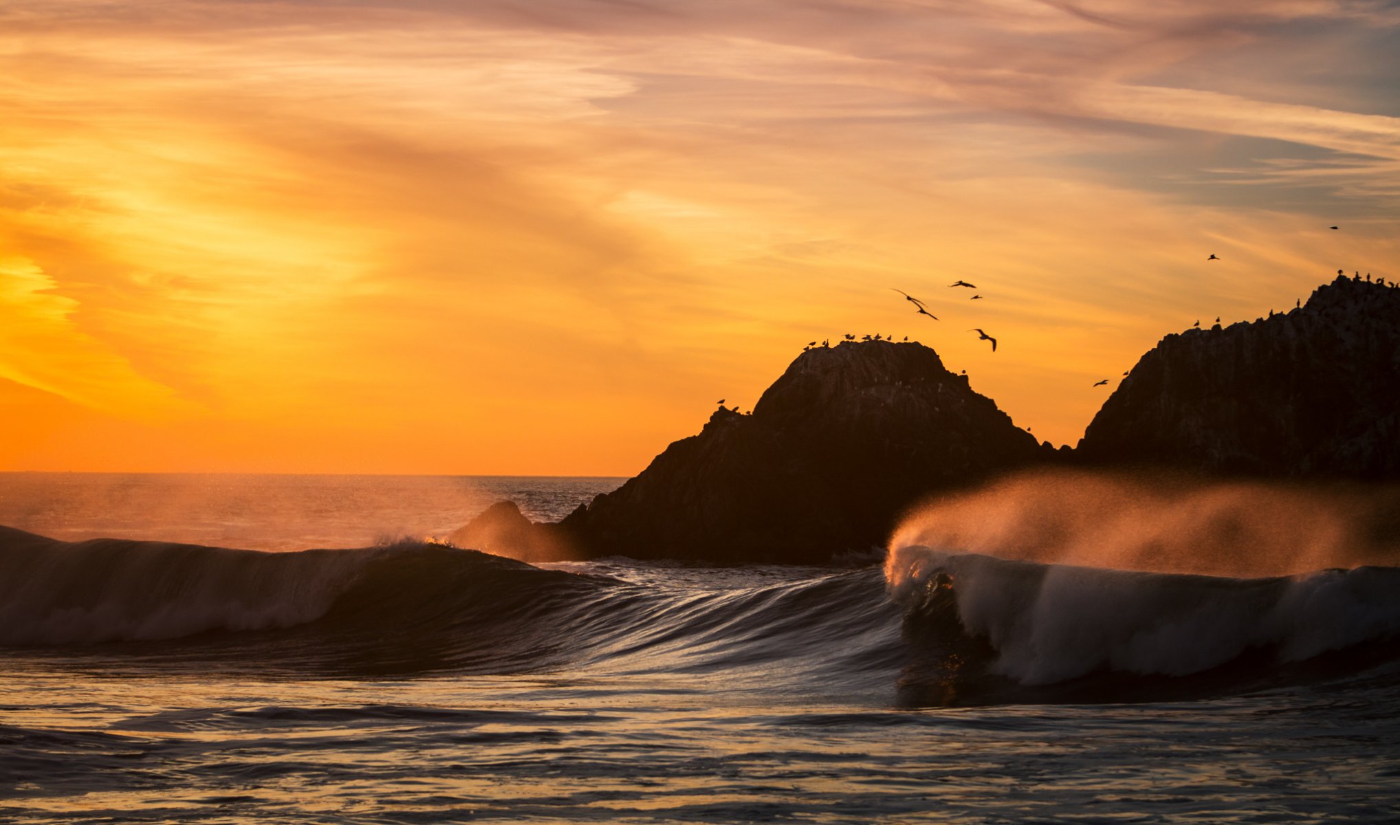 california san francisco sunset ocean beach waves bird