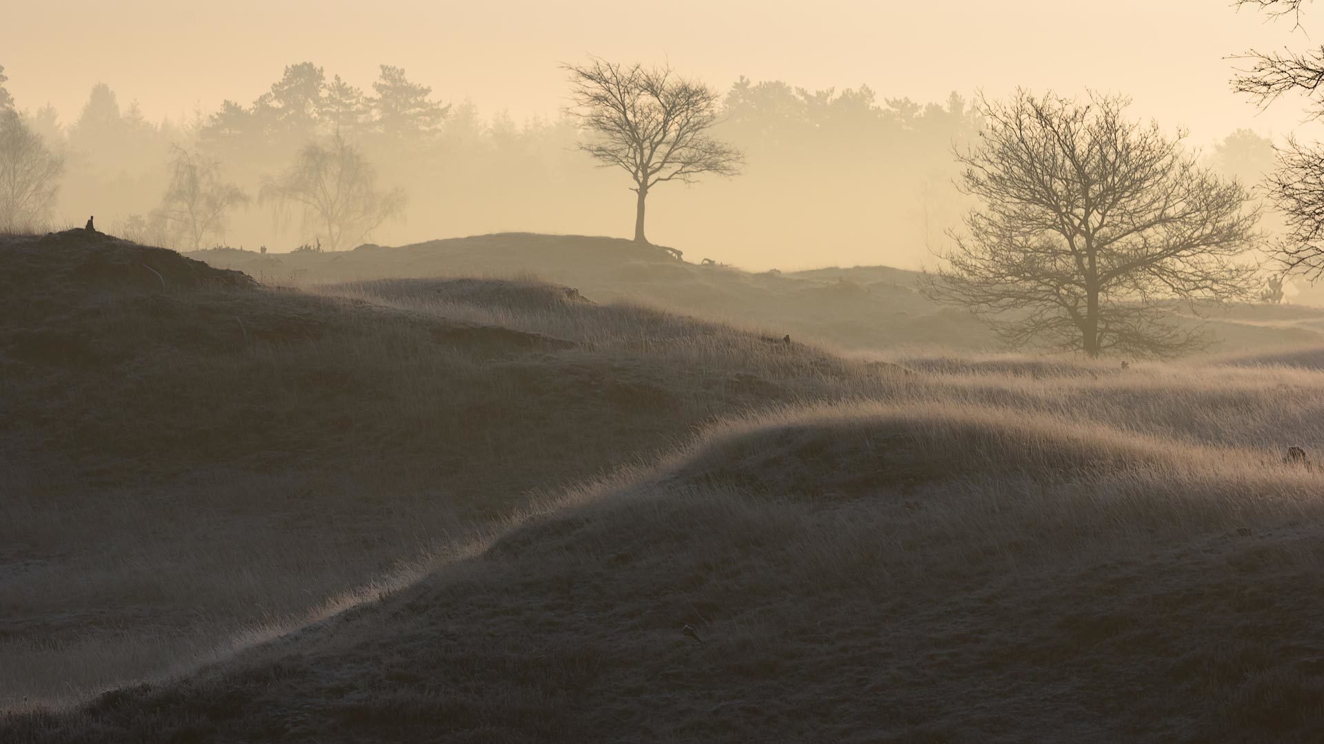 mañana campo niebla paisaje