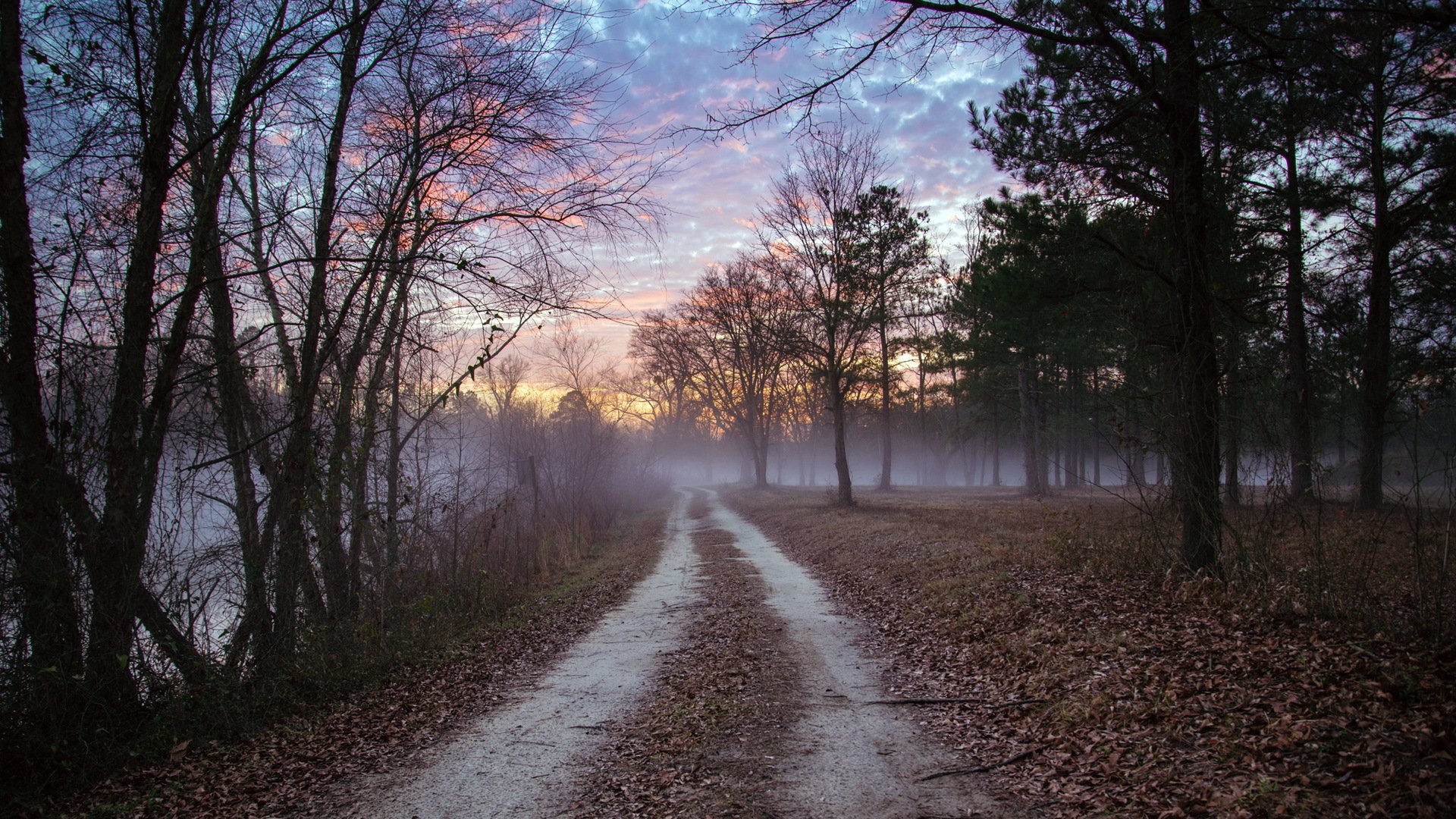 forêt route paysage