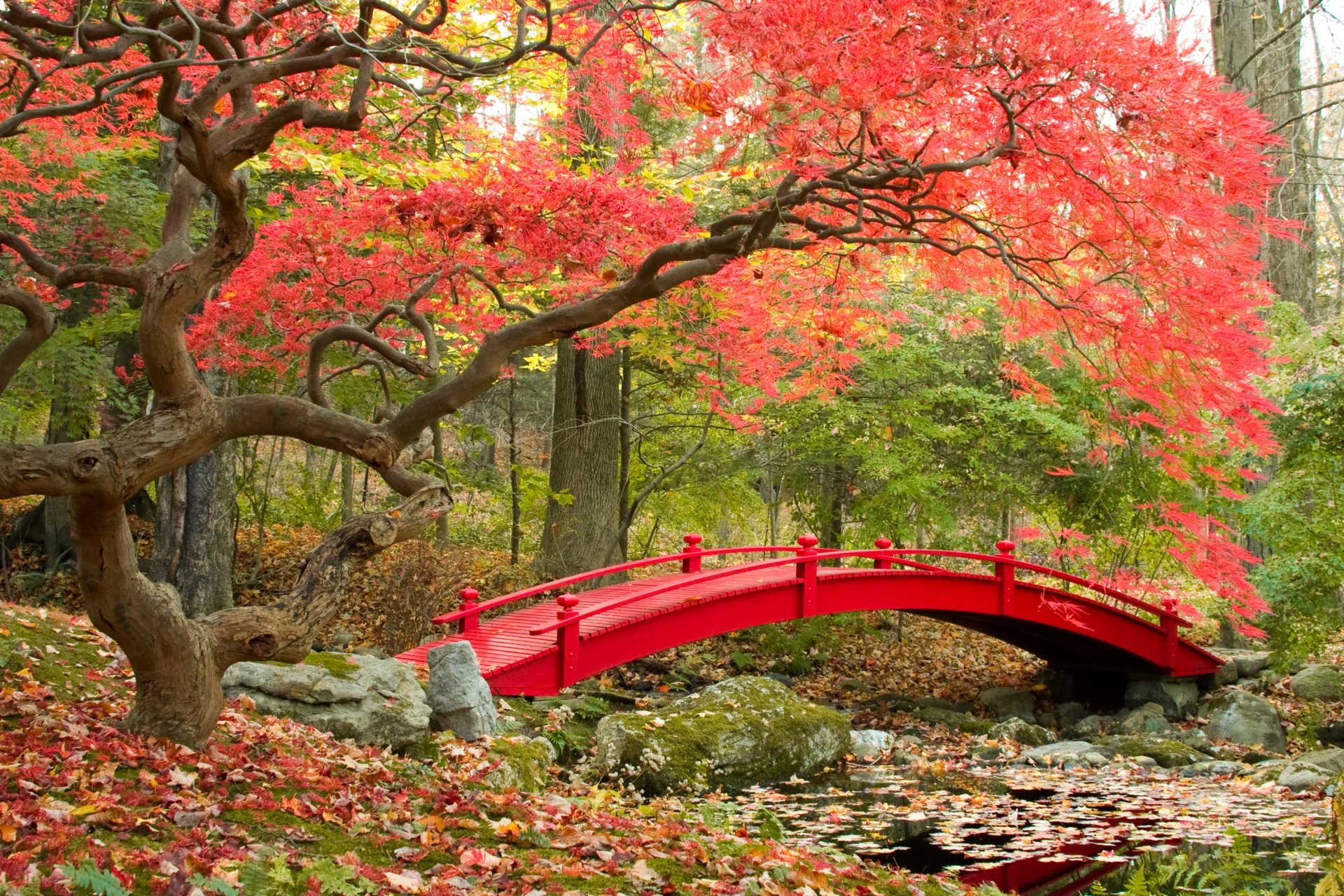 herbst park brücke herbstsaison japanischer garten