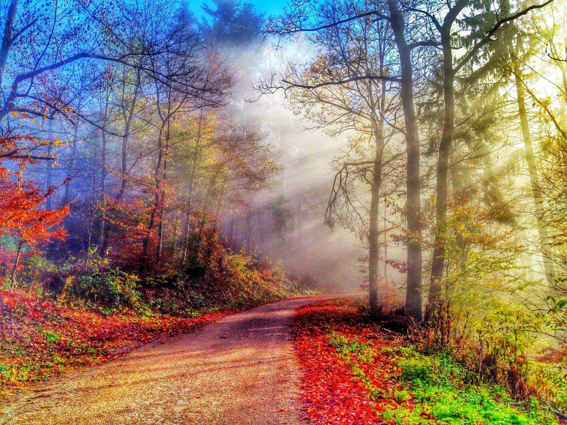 natur wald park bäume blätter bunt straße herbst herbst farben zu fuß