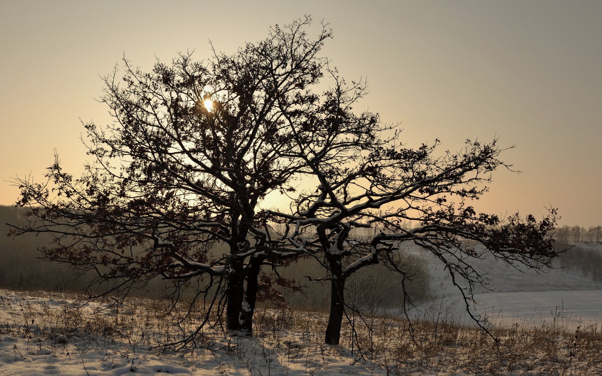 invierno árbol nieve paisaje