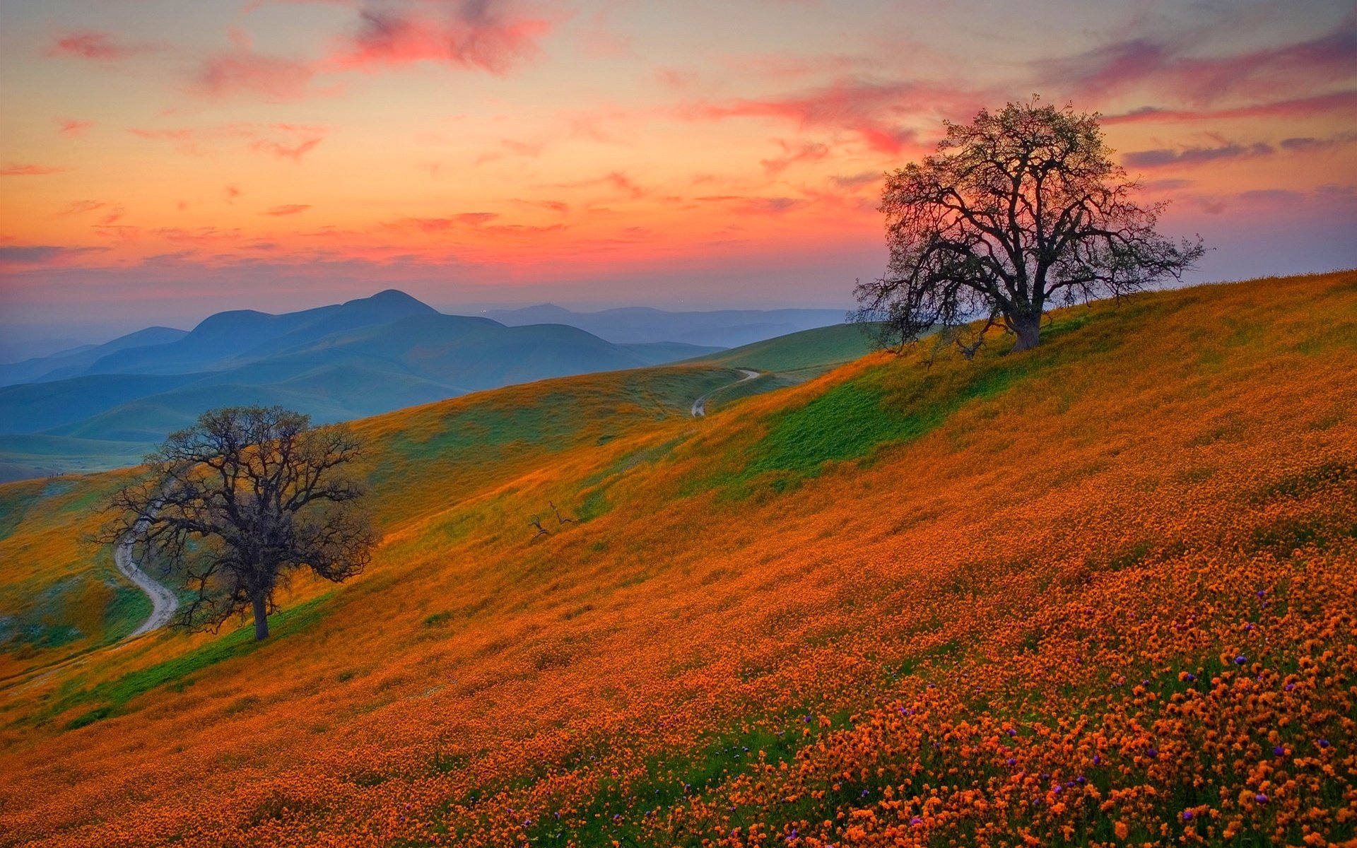 hills flower sunset