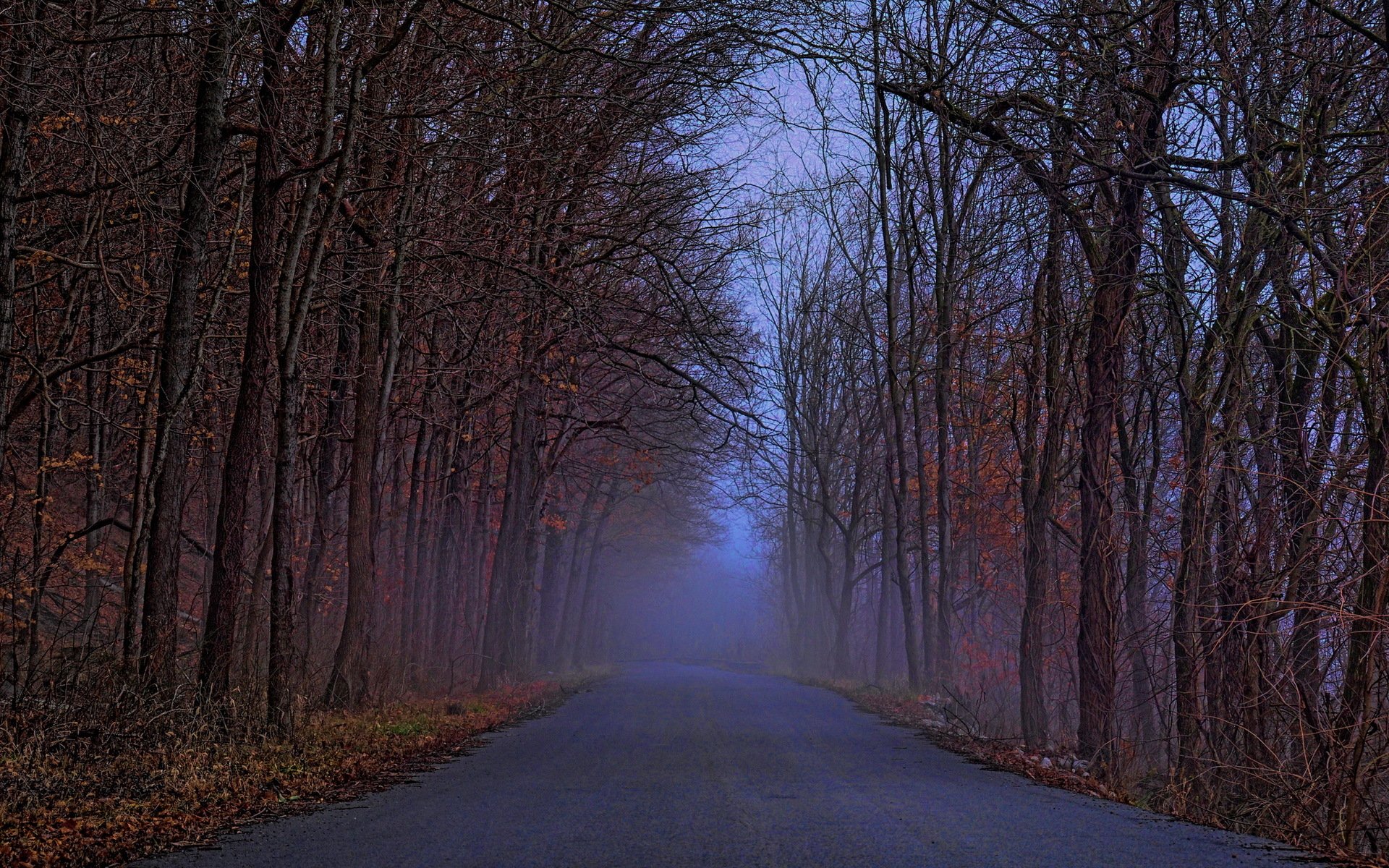 road forest landscape