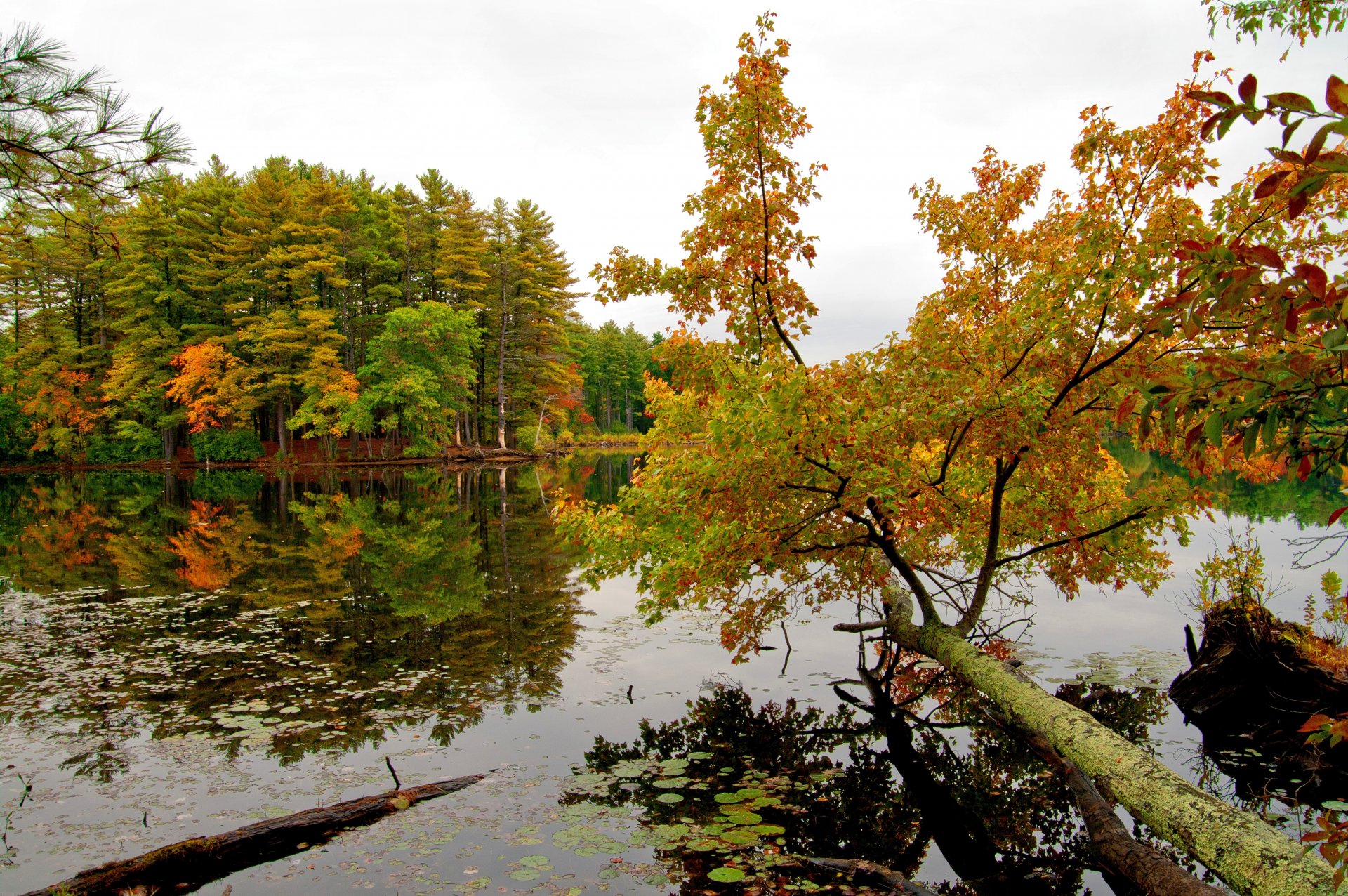 autumn river shore tree sky