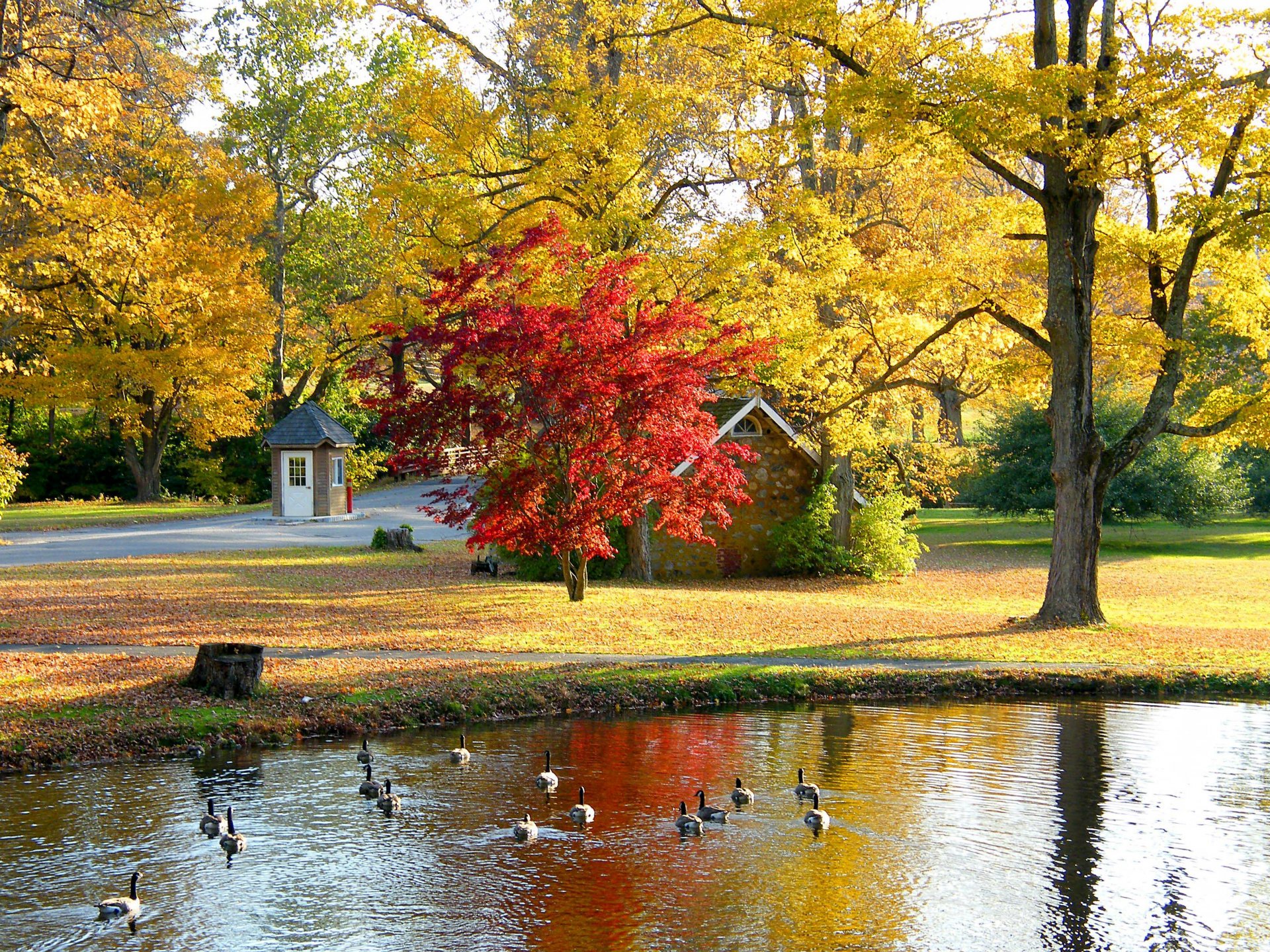 nature landscape forest trees autumn villa houses architecture vila house view