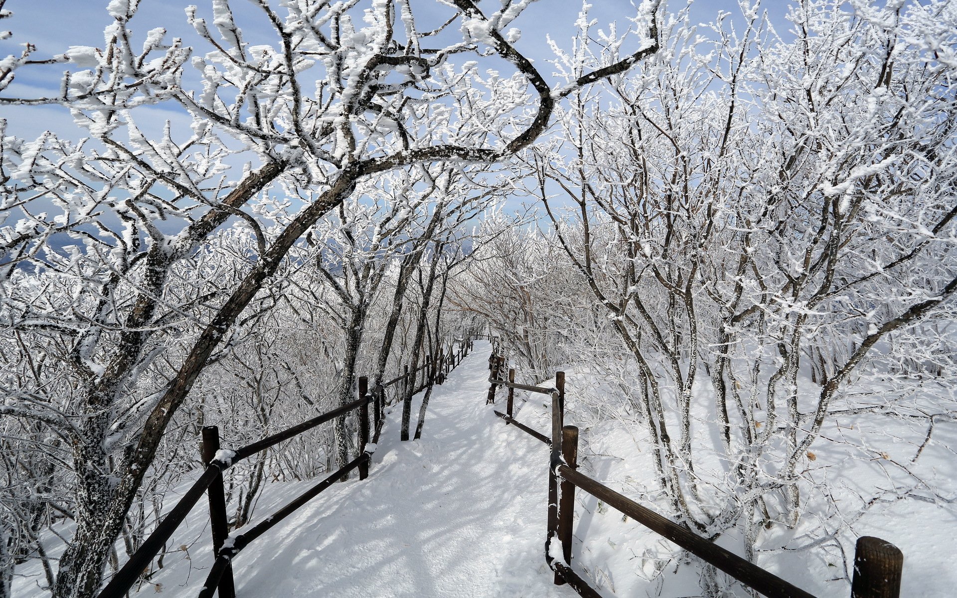 hiver arbres route