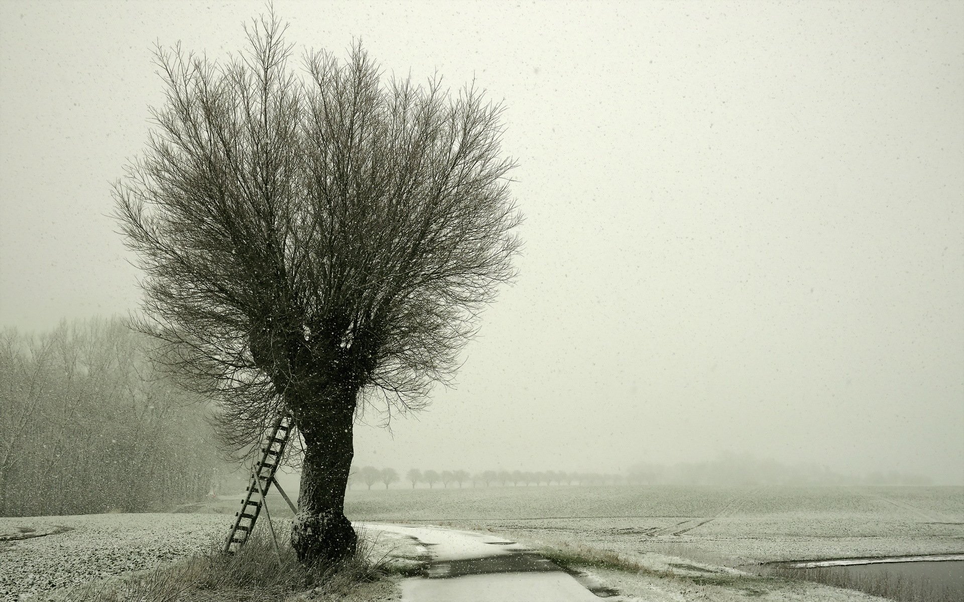 hiver neige route arbre paysage