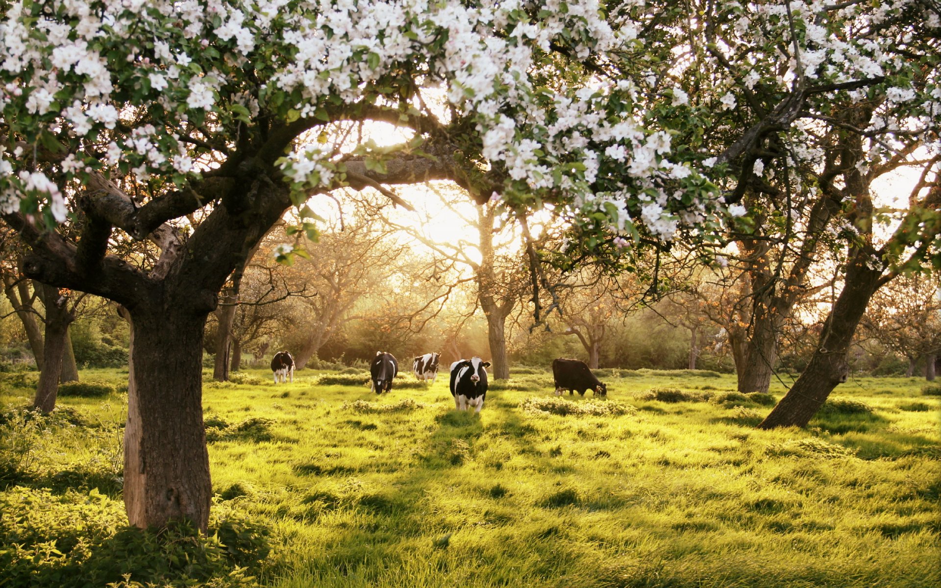 jardín vacas verano paisaje