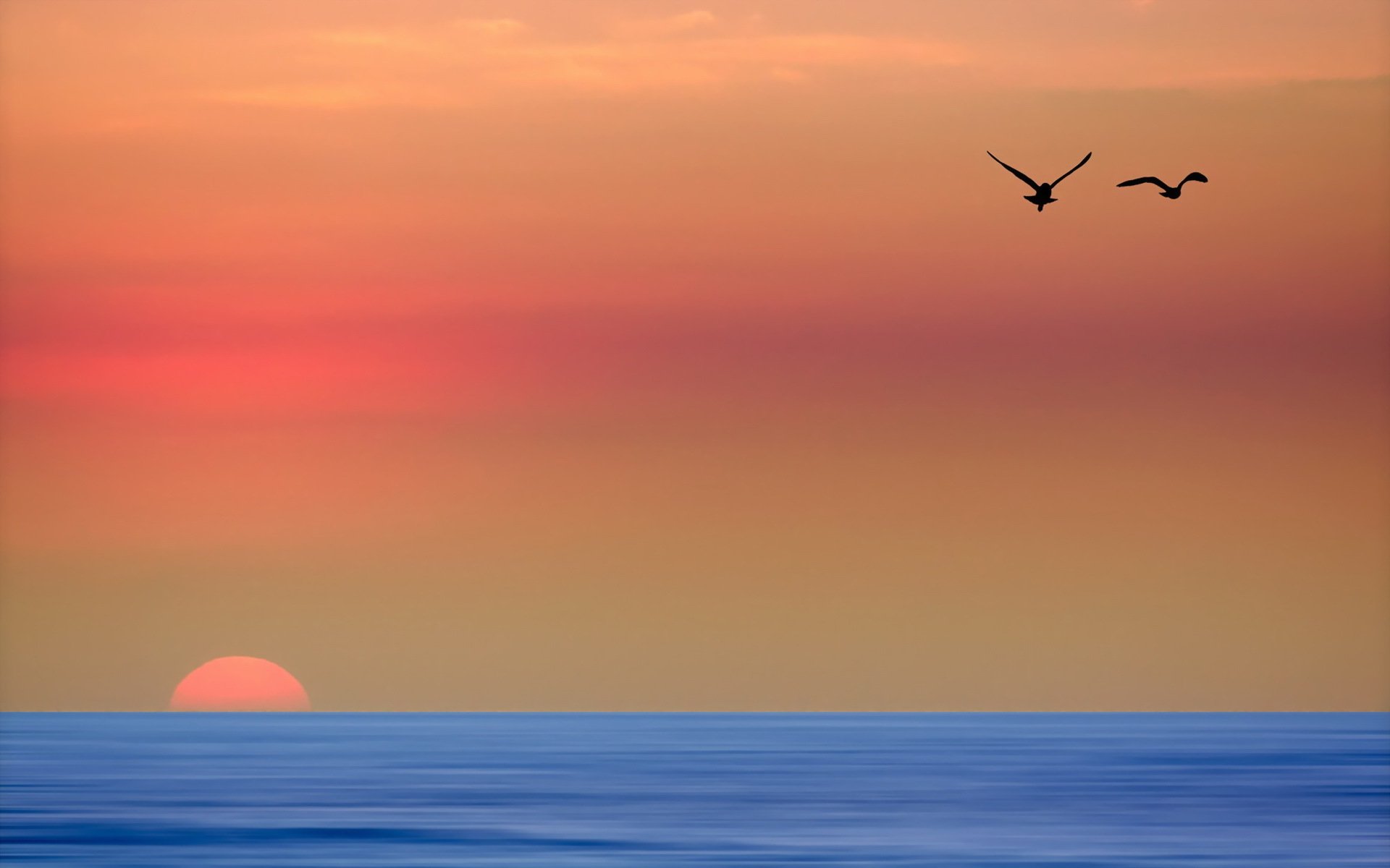 mar puesta de sol aves paisaje