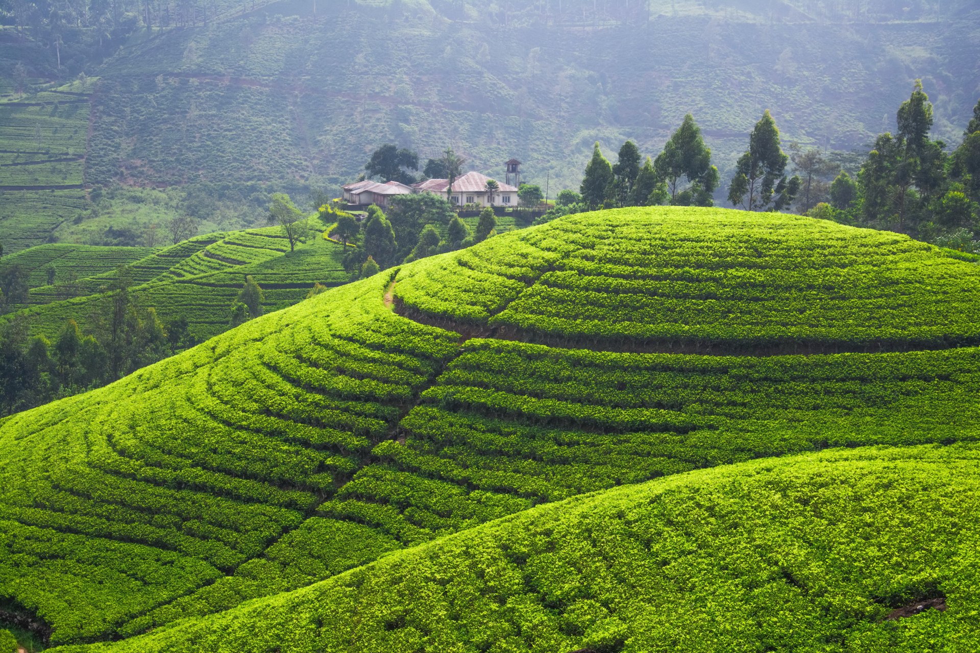 plantations de thé champs collines verdure plantations panorama