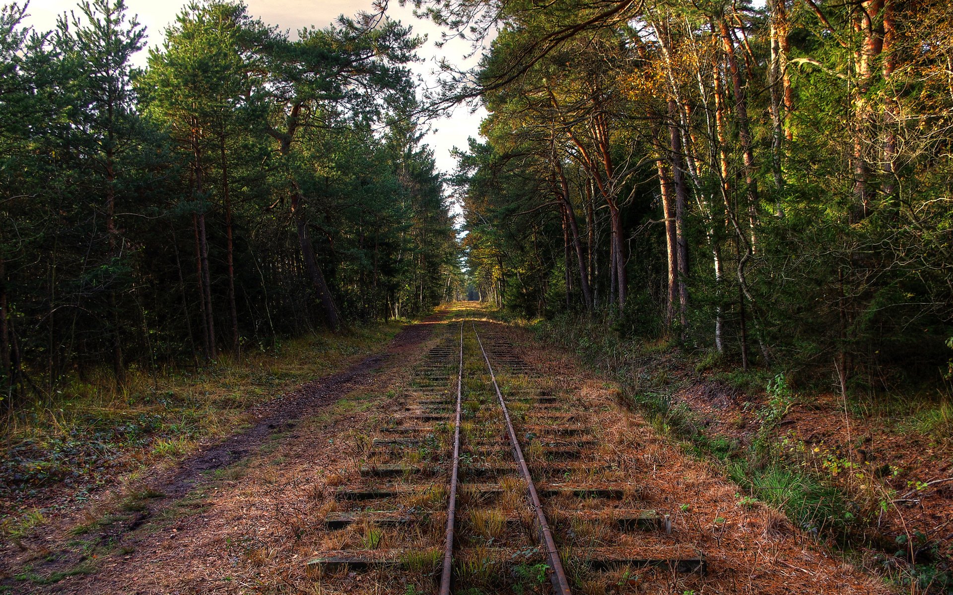 eisenbahn wald bäume verlassenheit