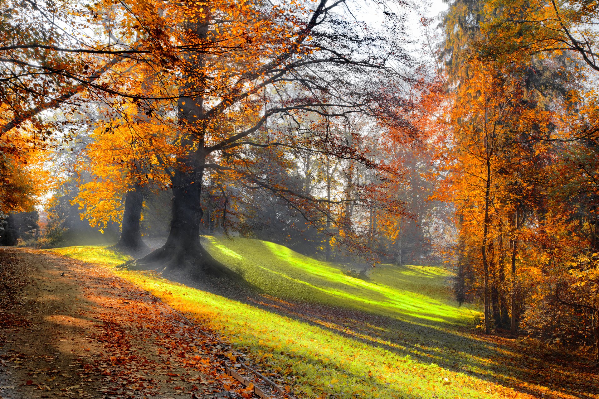 parc d automne rayons du soleil route forêt herbe arbres nature paysage belle scène soleil