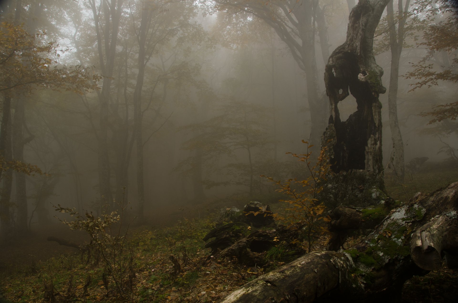 niebla bosque árboles otoño