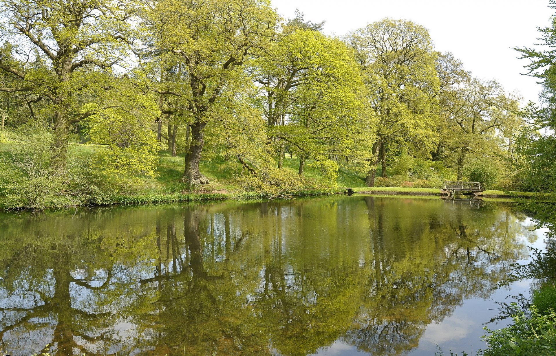 park river tree bridge spring green