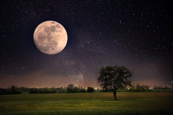 Ein riesiger Mond am Sternenhimmel hängt über einem Feld mit Bäumen