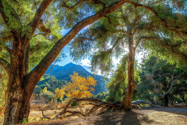 La luz del sol se abre paso a través de los árboles en las montañas