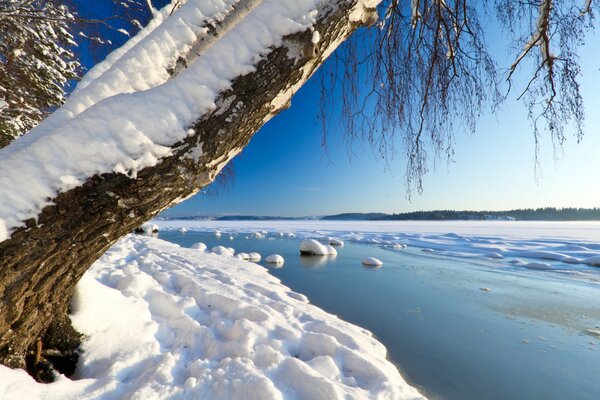 Landschaft der Winternatur. baum im Schnee und Eis am Fluss