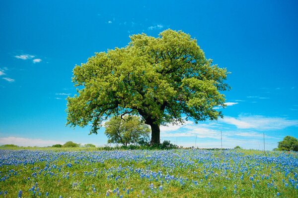 A tree on a field with blue flowers