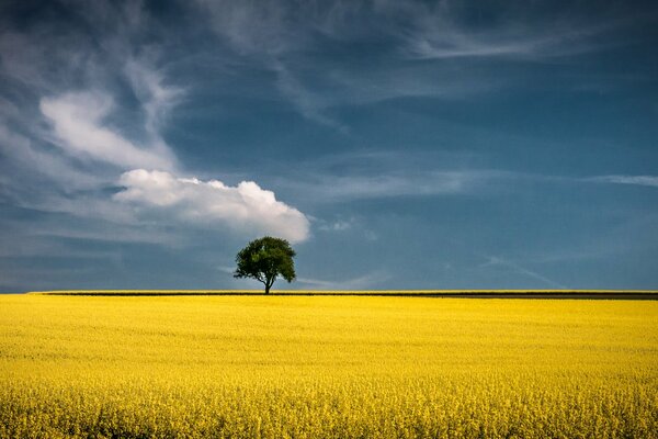 Arbre solitaire sur le champ d or