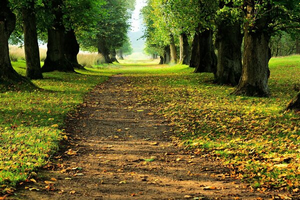 Sentiero forestale, paesaggio autunnale