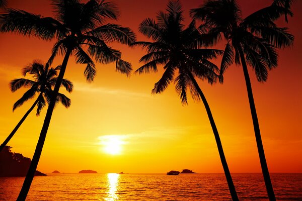 Palm trees and the sea at sunset Thailand
