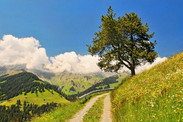 A tree and a road leading to the mountains