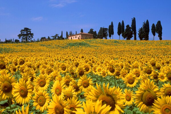 Ein helles, sonniges Feld aus Sonnenblumen. In der Ferne steht ein Haus auf einem Hügel in der Nähe von hohen Dörfern