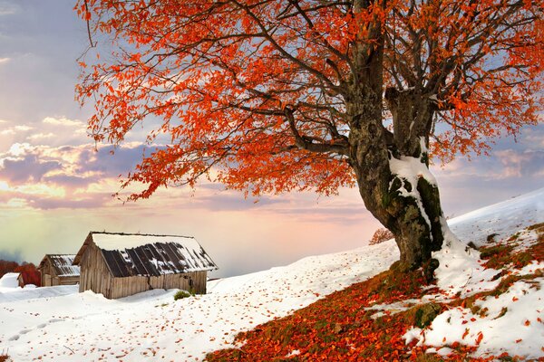 Winter landscape house under a tree