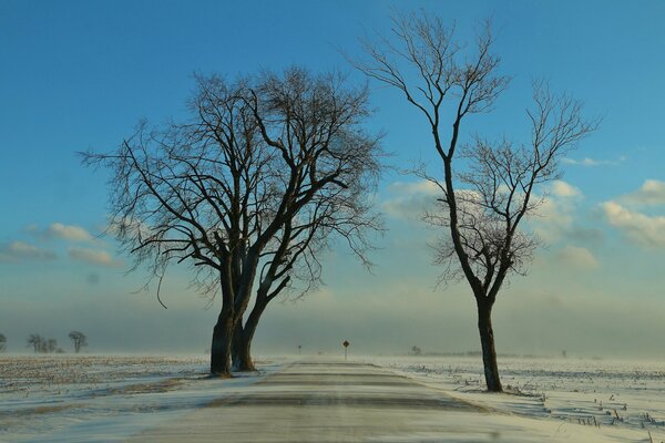 Les arbres d hiver vivent sans feuilles