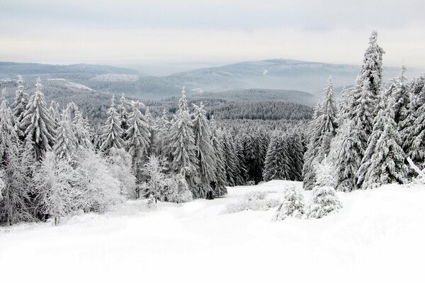 Snowy winter in the spruce forest