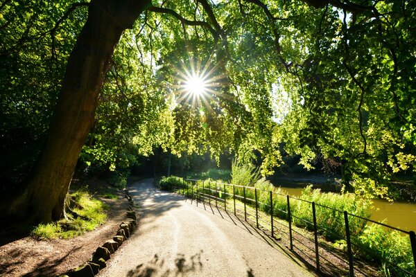 Una strada lungo la riva del lago con i raggi del sole estivo attraverso il fogliame degli alberi