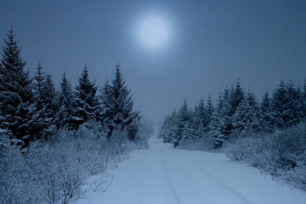 Paysage de nuit de forêt d hiver