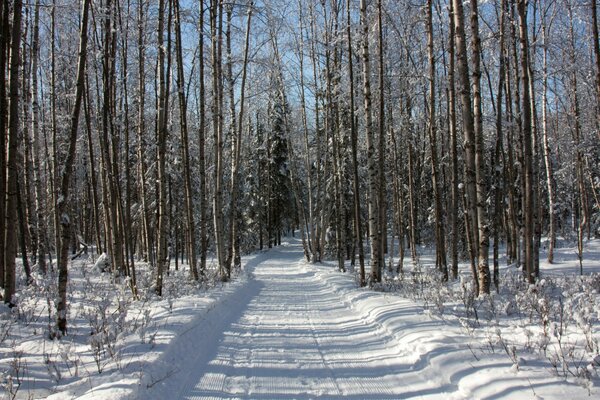 Route dans la forêt enneigée d hiver